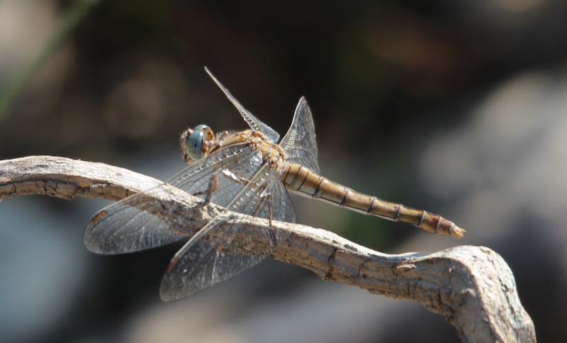 brunneum da confermare [Orthetrum brunneum]